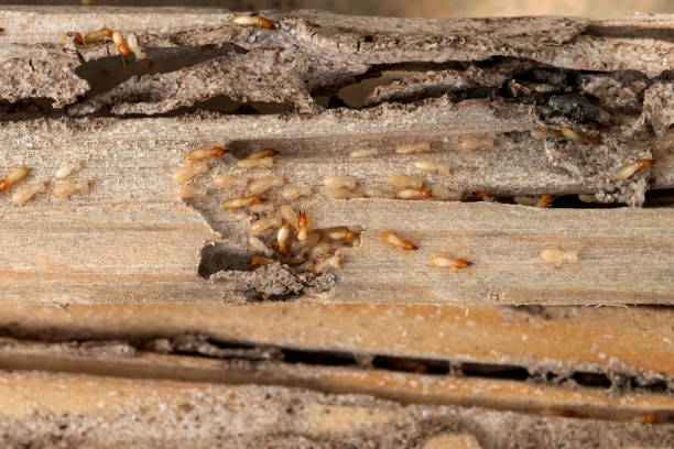 Wasp Removal Services in Manton, MI